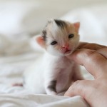 Колко време на бременност при котки, котешки раждания