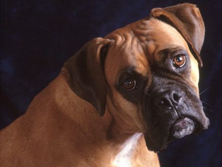 Куче боксьор стандарт, описание и характеристики на породата