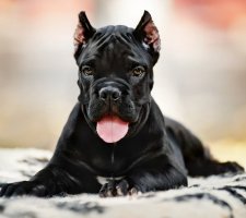Тръстика Corso описание порода куче, снимки, ревюта цена кученца