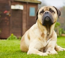 Тръстика Corso описание порода куче, снимки, ревюта цена кученца
