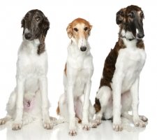 Руски хрътки куче порода описание, снимки, ревюта цена кученца