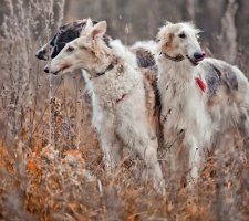 Руски хрътки куче порода описание, снимки, ревюта цена кученца