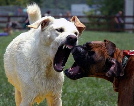 Кучетата се борят помежду си
