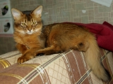 Сомалийски котка снимка, описание порода, цвят, характер, собствениците на детски и ревюта