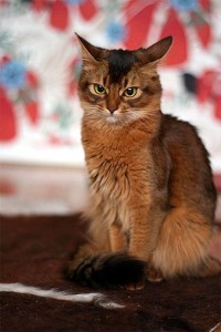 Сомалийски котка снимка, описание порода, цвят, характер, собствениците на детски и ревюта
