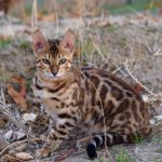 Сомалийски котка описание порода, снимки, природа видео