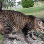 Сомалийски котка описание порода, снимки, природа видео