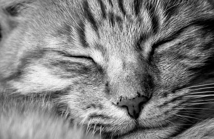 Котки спят или когато котката обича да спи, sonmir