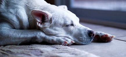Дрийм Тълкуване мъртво куче, което мечтае умряло куче в съня си