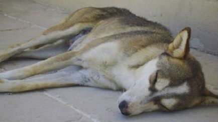 Тълкуване на сънища умряло куче в съня си какво мечтае мъртво куче