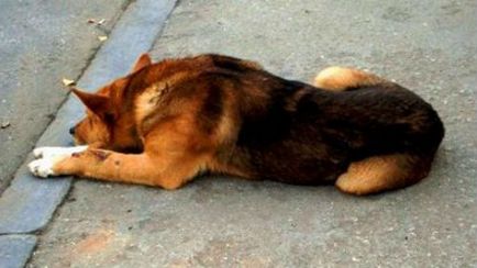 Тълкуване на сънища умряло куче в съня си какво мечтае мъртво куче