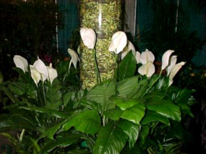 Spathiphyllum грижи у дома прехвърляне и размножаване