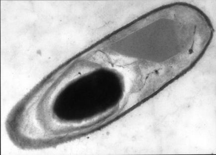 образуване спора - процес на спорулация