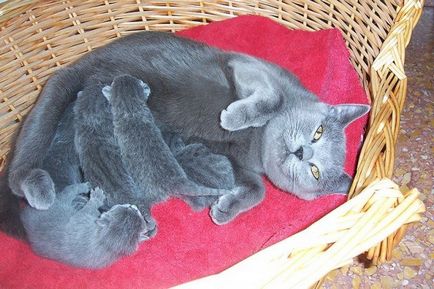 Етапи на бременност и раждане при котките