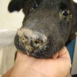 Aureus в кучета симптоми и лечение на кучета, снимки, как да се лекуват заразни за хората или не, както на