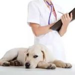 Aureus в кучета симптоми и лечение на кучета, снимки, как да се лекуват заразни за хората или не, както на