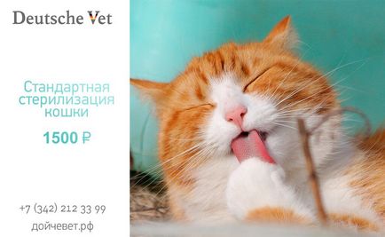 Кастрация котки Ветеринарна клиника ветеринар Deutsche