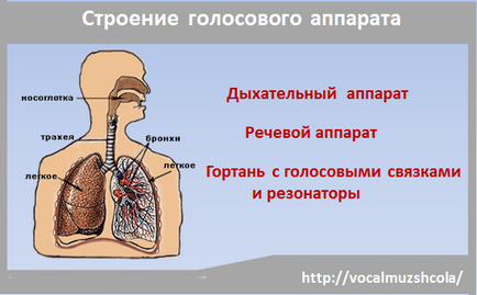 Структурата на говорен апарат