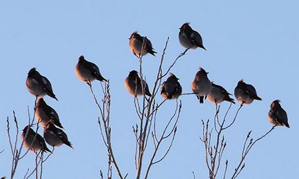 Копринарки - пее прелетни птици снимки, описание, да слушате като пеенето Копринарки