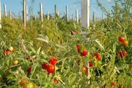 култивиране домати и поддръжка в открито поле торенето, поливане, пръскане