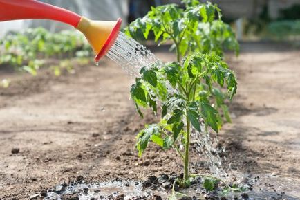 култивиране домати и поддръжка в открито поле торенето, поливане, пръскане