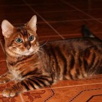 Toyger или порода тигър котка описание, снимки, цени за котенца, видео