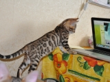 Toyger котка снимка, описание порода, характер, цена и детски ясли