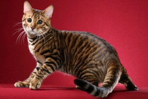 Toyger котка снимка, описание порода, характер, цена и детски ясли