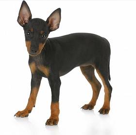 Toy Terrier - описание и снимка на порода, избор на кученце и цени, храна и грижи