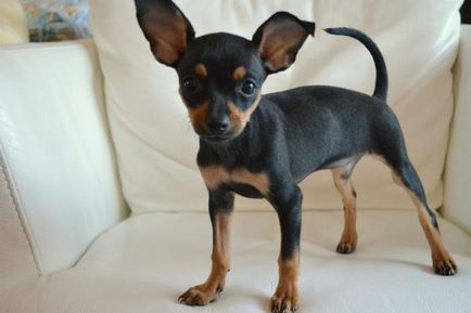 мнения Toy Terrier