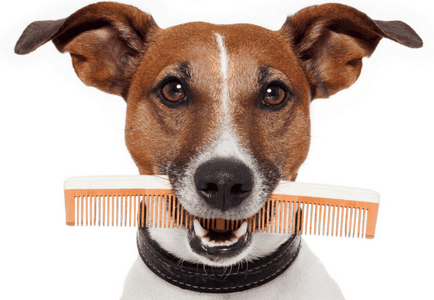 Почистването кучета инструменти и основни правила