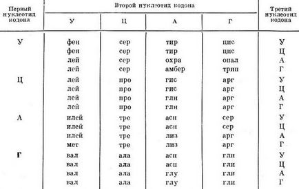 Триплет - функционална единица на информация в клетката