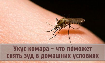 Mosquito хапка - което ще помогне за облекчаване на сърбеж у дома, хората sredstvathis е например заглавие на