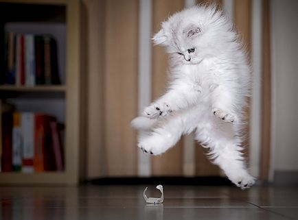 Оживен снимки на котки по време на скока