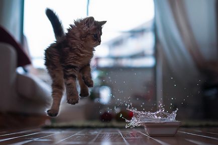 Оживен снимки на котки по време на скока