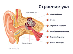 Детето е с болки в ухото какво да правя bebiklad