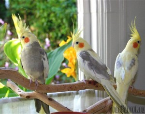 Грижи, поддръжка и хранене Cockatiel папагал