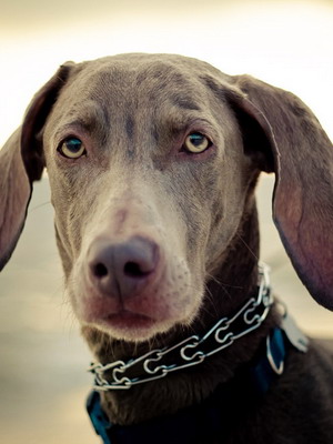 Weimaraner снимка куче и видео стандарт на породата, лов Weimaraner, с дълги коси и сини