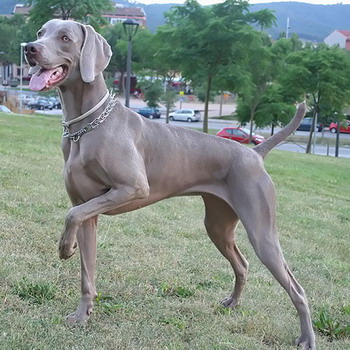 Weimaraner снимка куче и видео стандарт на породата, лов Weimaraner, с дълги коси и сини