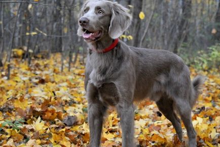 Weimaraner снимка куче и видео стандарт на породата, лов Weimaraner, с дълги коси и сини