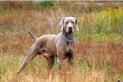 Weimaraner снимка куче и видео стандарт на породата, лов Weimaraner, с дълги коси и сини