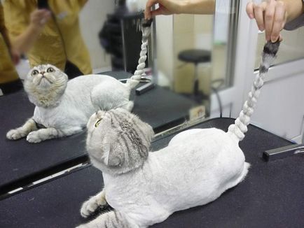 Избор на котка подстригване