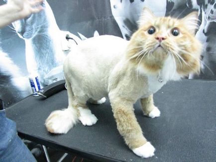 Избор на котка подстригване