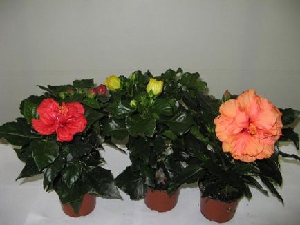 Отглеждане хибискус в видове домашни, засаждане и грижи за розите снимка