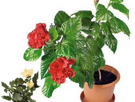 Отглеждане хибискус в видове домашни, засаждане и грижи за розите снимка