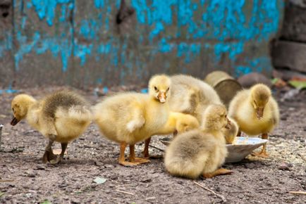 Отглеждане гъски в дома - най-вече под грижите на пилета