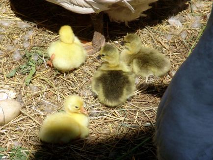 Отглеждане гъски в дома - най-вече под грижите на пилета