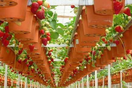 Отглеждане на ягоди през цялата година в оранжерията в дома
