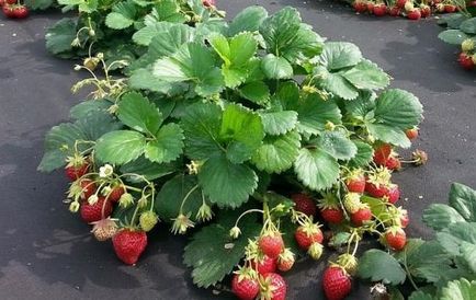Отглеждане на ягоди през цялата година в оранжерията в дома