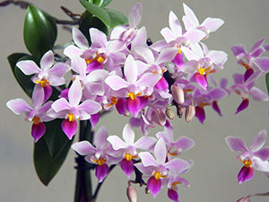 Отглеждане орхидеи у дома - затруднения; тайните на грижите за орхидея къща, трансплантация
